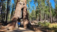 Tunnel Tree